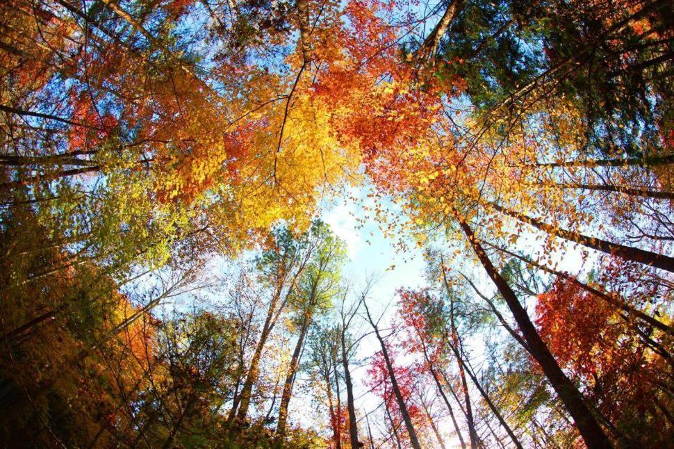 Fantastic Pet Friendly Cabin, Hot Tub, Fire Pit Sevierville Exteriér fotografie